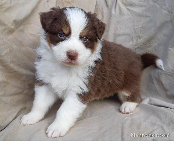 chiot berger australiens LOF a donner