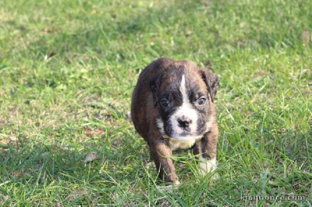 chiot Boxer LOF a donner