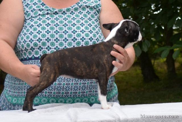 Chiot Boston Terrier LOF a donner