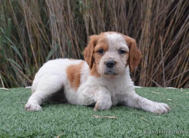 Chiot epagneul breton LOF a donner