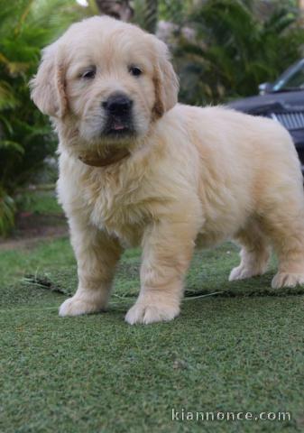 chiots golden retriever  LOF a donner