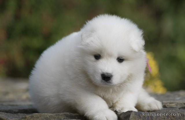 Chiots samoyede LOF a donner