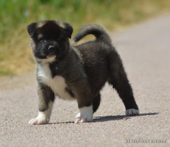 chiot Akita Américain LOF a donner