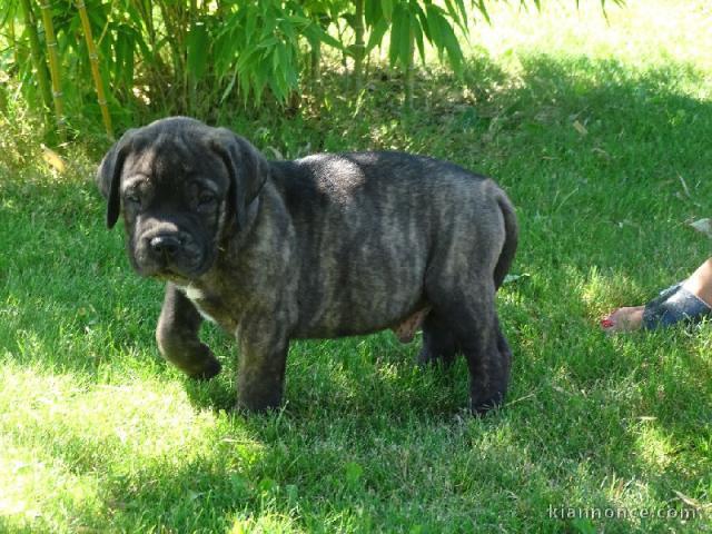 Magnifique chiots bullmastiff LOF a donner