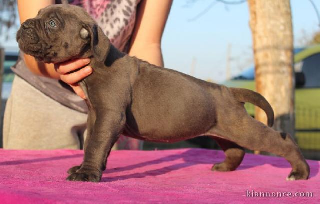 chiots cane corso LOF a donner