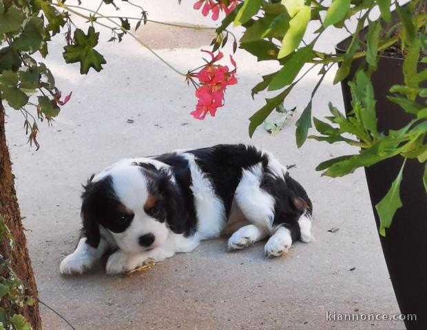 Chiots Cavaliers King Charles LOF a donner