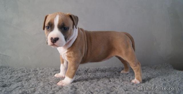 Chiot american staffordshire terrier lof a donner