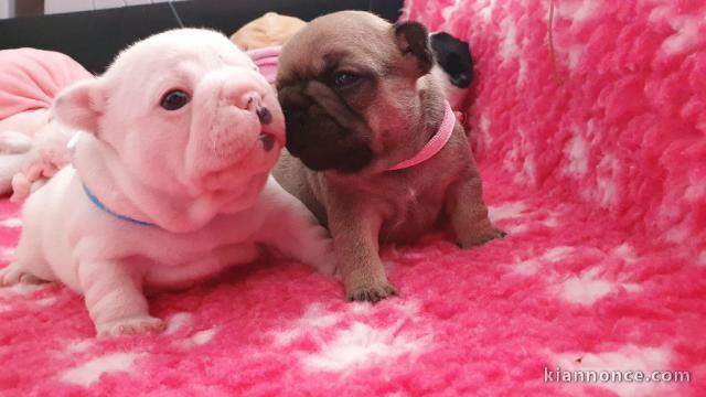  a donner contre bon soin chiot bouledogue français 