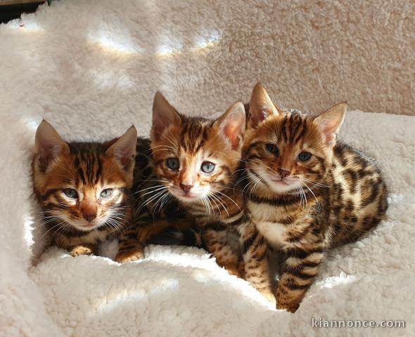  a donner contre bon soin chatons bengals