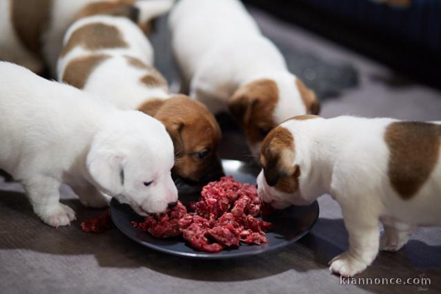  4 Chiots Jack Russel a vendre