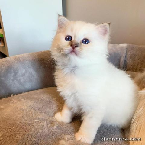 Magnifique chaton sacre de Birmanie