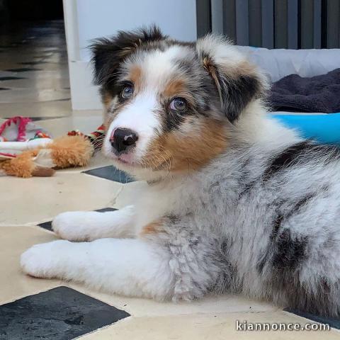 Magnifique chiot berger australien disponible