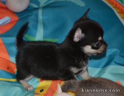 chiot chihuahua femelle et pedigre adonner