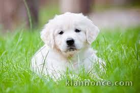 Golden Retriever non LOF A Donner 