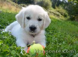 Golden Retriever non LOF A Donner Contre Bon Soin