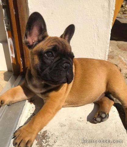 donne contre bon soin les chiots de race bouledogue Français 