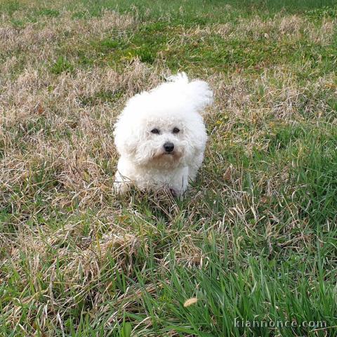 Magnifique chiot bichon en adoption pour de bonne famille