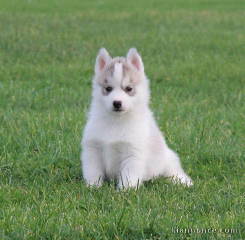 A donnez Chiot Chiot Siberian Husky a donnez 