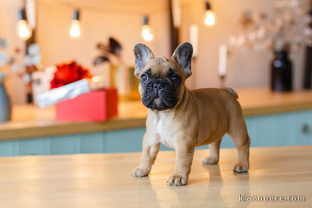 Magnifique chiots bulldog Français a adopter