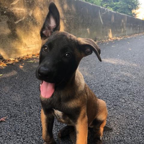 magnifique chiot malinois disponible 