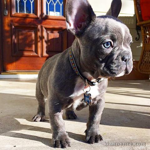 Magnifique chiots de bouledogue français pour Adoption 