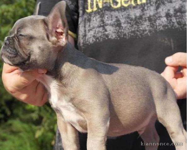 Magnifique chiots bouledougue Français a adopter