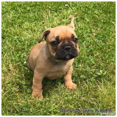 Magnifique chiots bouledougue Français a adopter