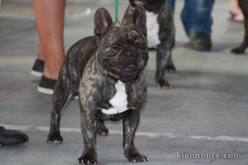 Magnifique chiots bouledougue Français a adopter