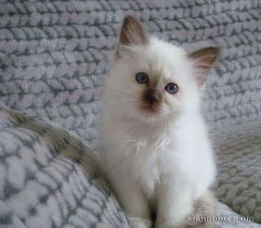 Magnifique chaton sacré de birmanie en adoption