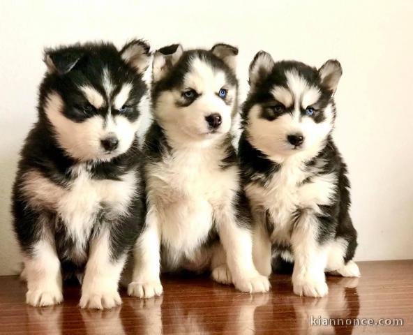 Magnifique chiot husky sibérien