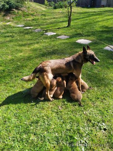 Chiots Berger Malinois a Donner