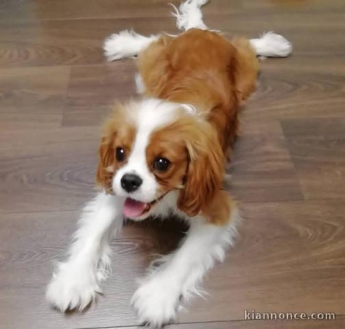 magnifique chiot cavalier King 