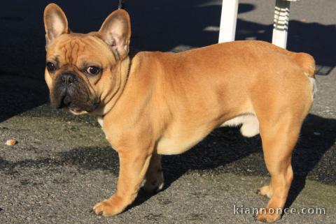 Magnifique chiots bouledougue Français a adopter