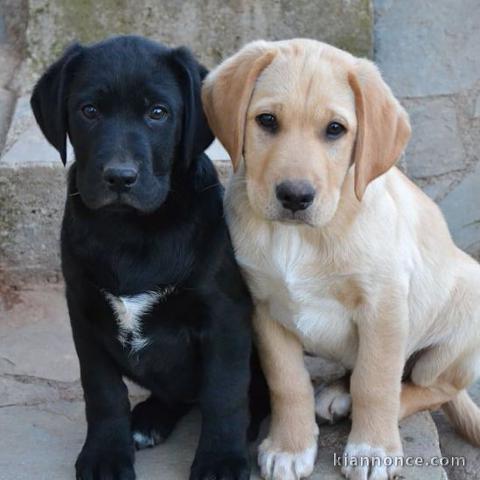 Donne contre bon soin les chiots les chiots de race labrador retr