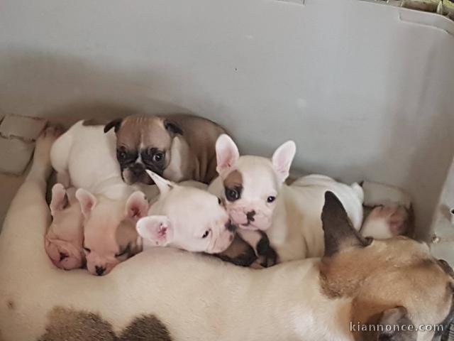 chiots bouledogue francais