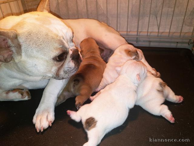 chiots bouledogue francais