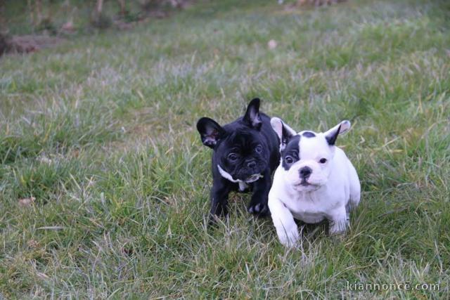 Bouledogue pour connaisseur...