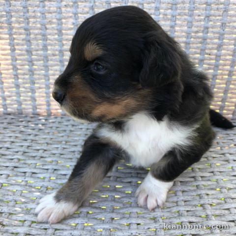 Dons Chiots Berger Australien 