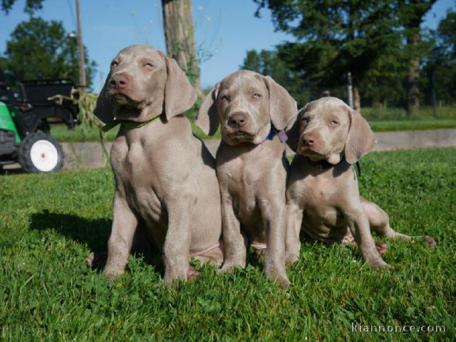 Chiots braque de Weimar LOF dispos de suite 