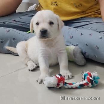 donne contre bon soin mes chiots de race labrador retriever