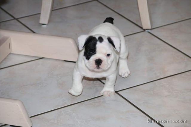 Bouledogue pour connaisseur...