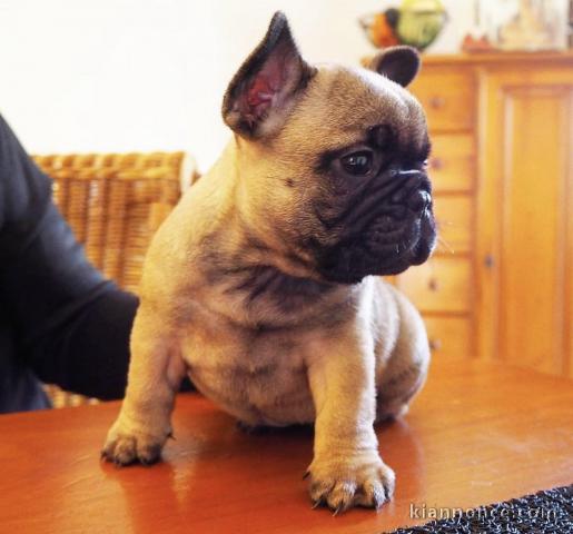 magnifique chiot bouledogue Français disponible de suite