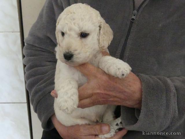 Magnifique chiot Caniche