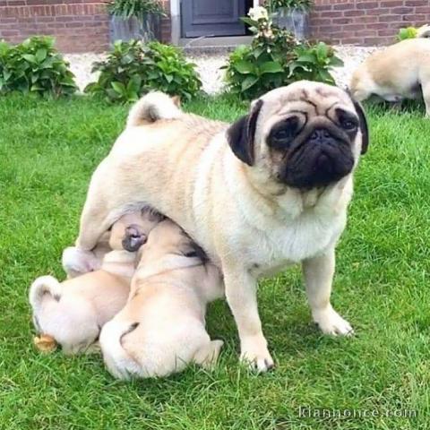 Magnifiques Chiots Carlin Pure Race