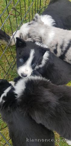 Magnifiques Chiots Border Collie Pure Race