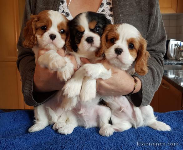 Adorables Chiots Cavaliers King Charles Pure Race