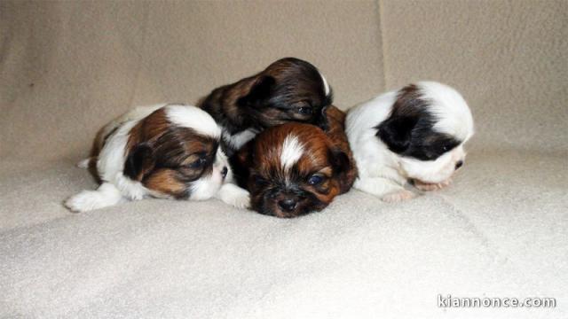 Magnifiques Chiots Shih Tzu Pure Race