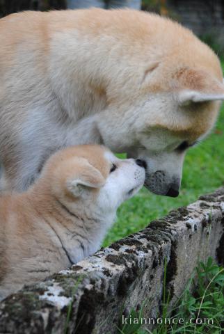   Magnifiques Chiots Akita Inu Pure Race