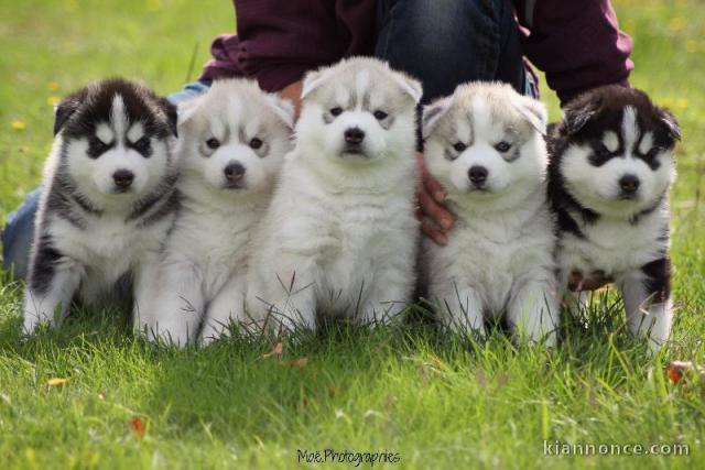 Magnifiques Chiots Husky Siberien Pure Race