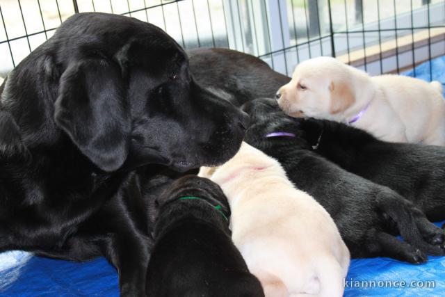  Magnifiques Chiots Labrador Retriever Pure Race